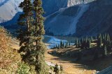 Fir Trees