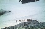 Wild Goats